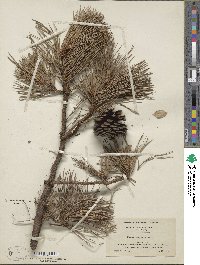 Pinus rigida image