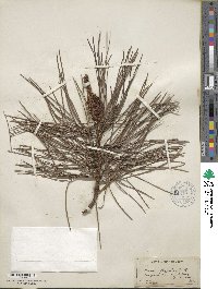 Pinus rigida image