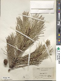 Pinus rigida image