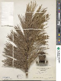 Pinus rigida image