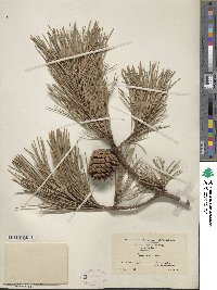 Pinus rigida image