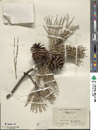 Pinus rigida image