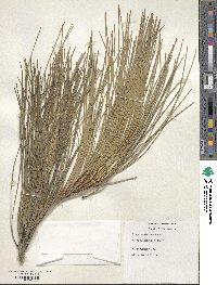 Pinus sabiniana image