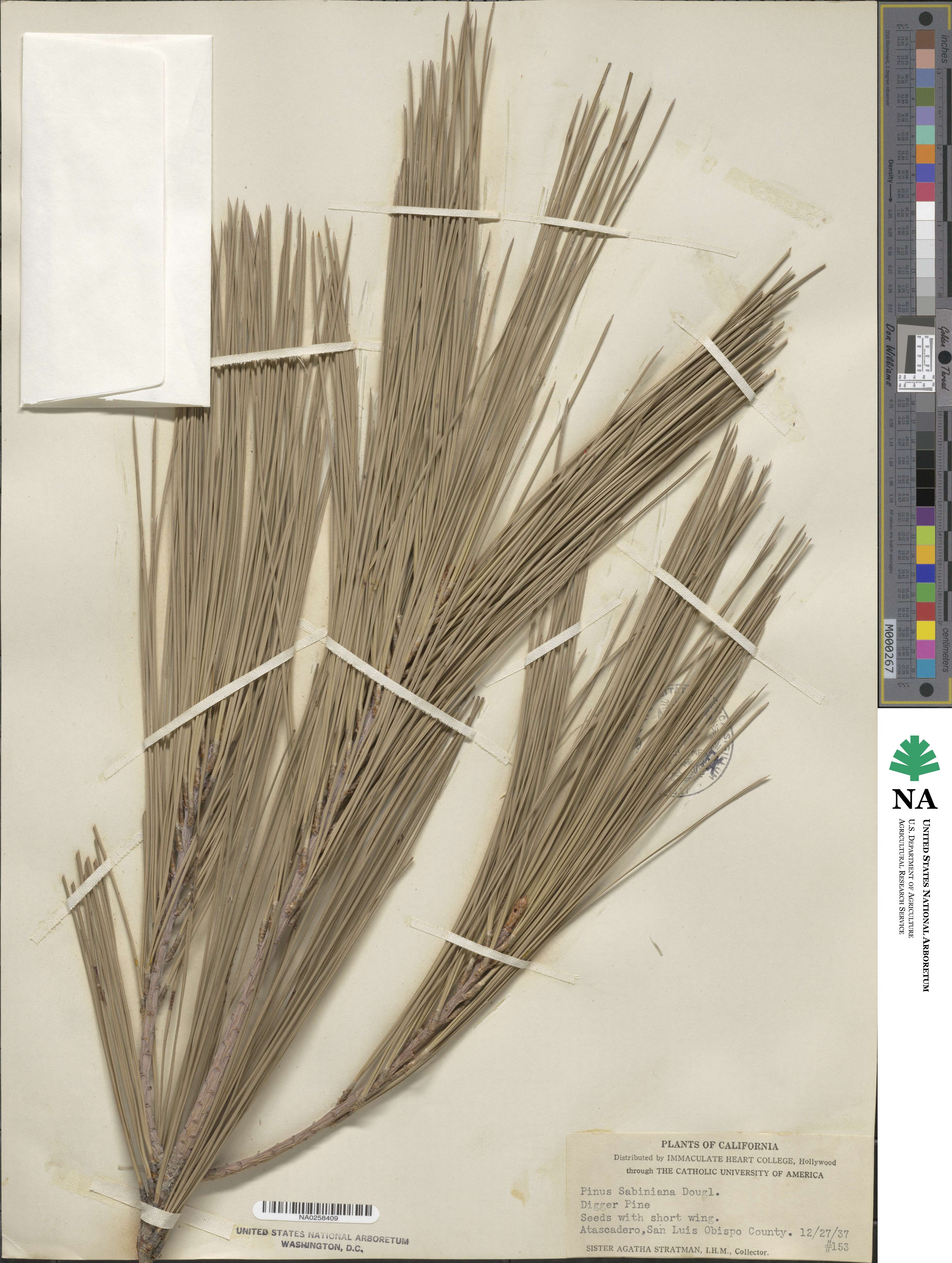 Pinus sabiniana image