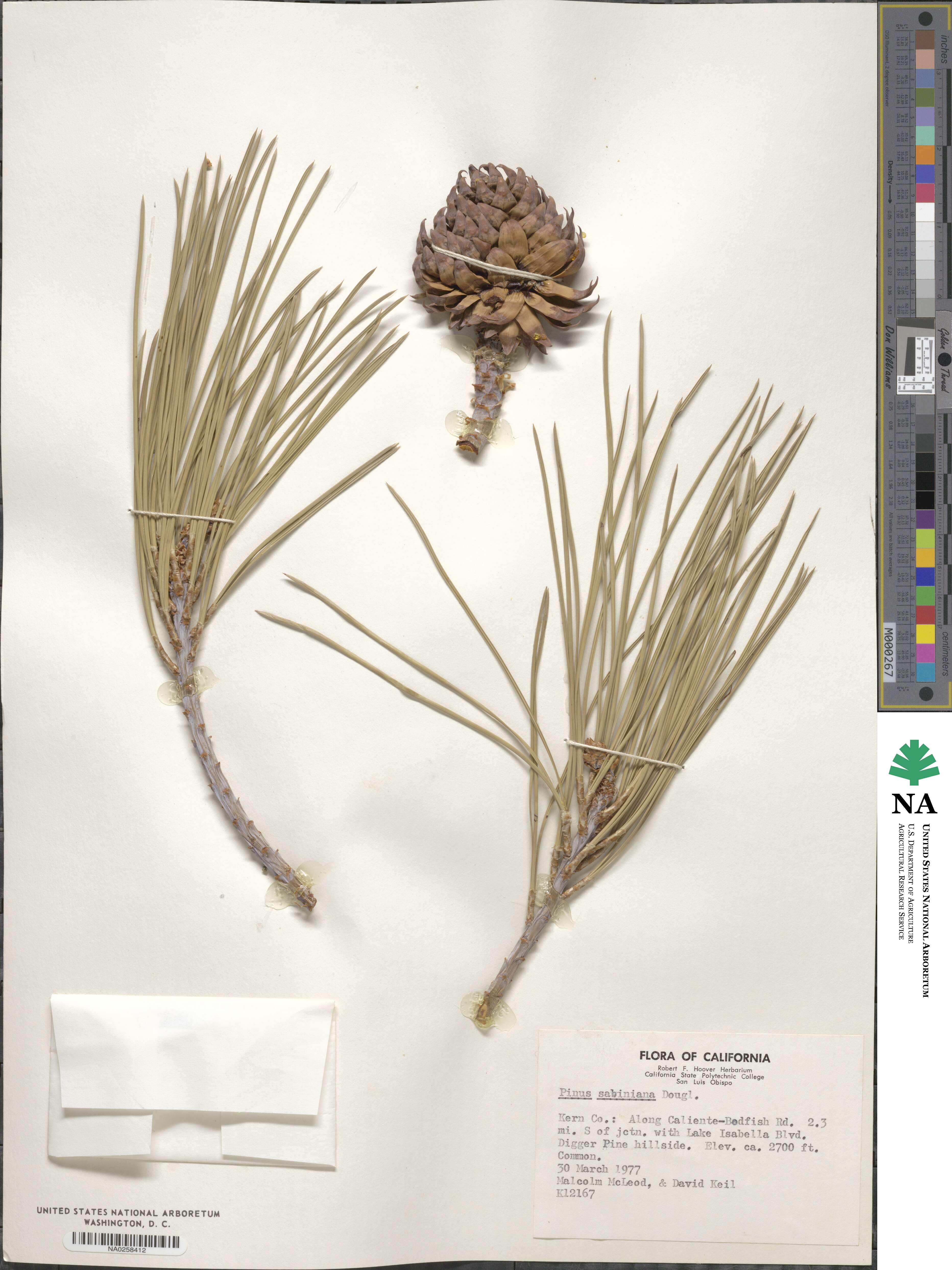 Pinus sabiniana image