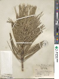 Pinus ponderosa image