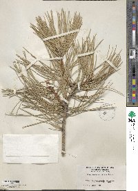 Pinus ponderosa var. scopulorum image