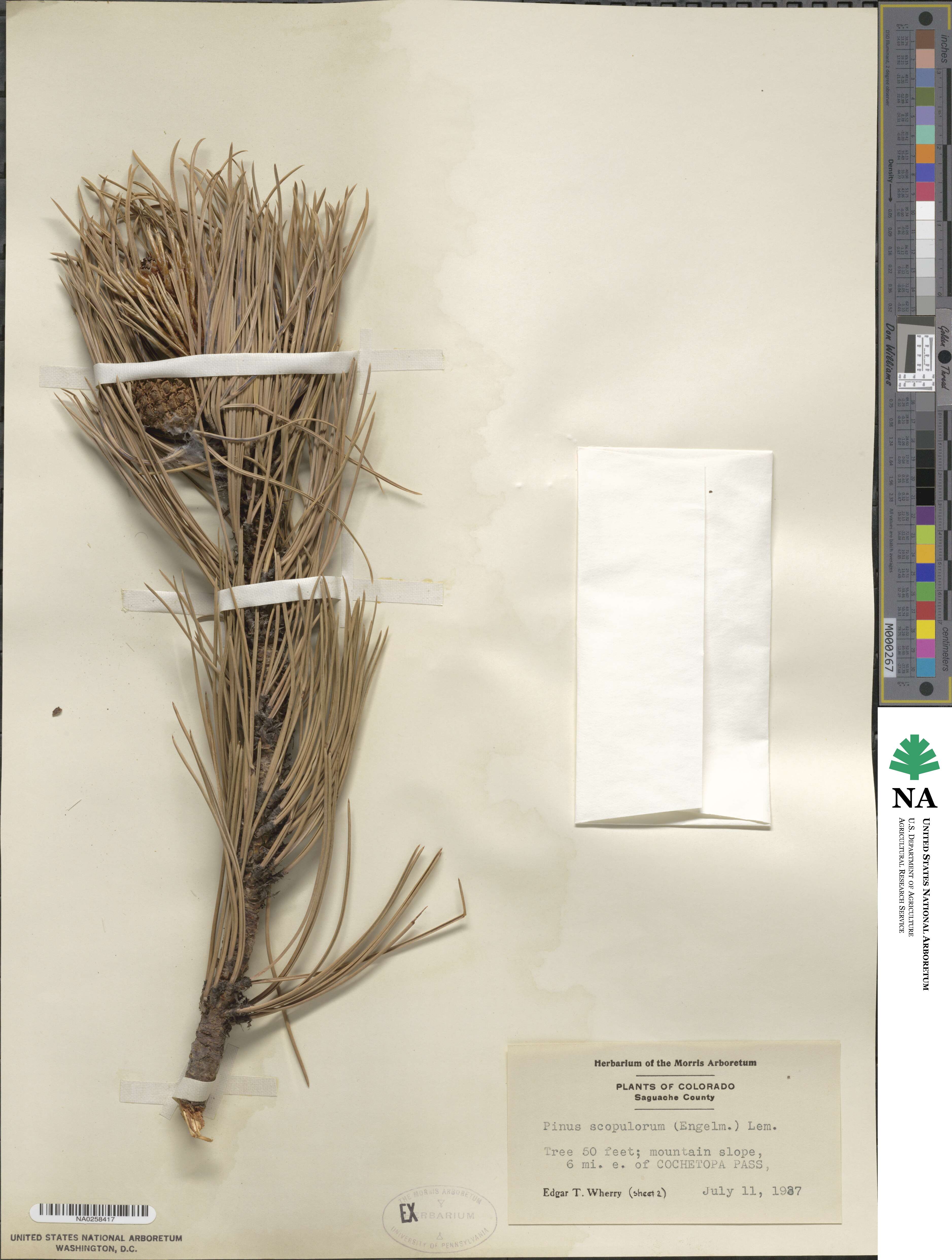 Pinus ponderosa var. scopulorum image