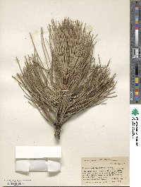 Pinus ponderosa var. scopulorum image