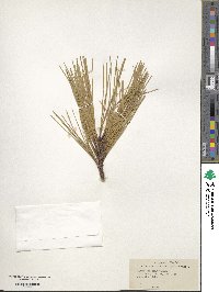 Pinus serotina image