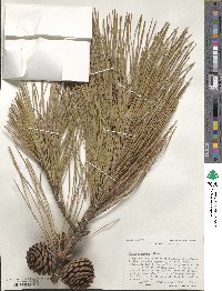 Pinus serotina image