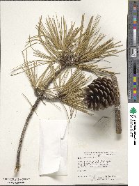 Pinus serotina image