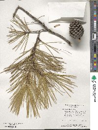 Pinus serotina image