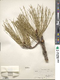 Pinus serotina image