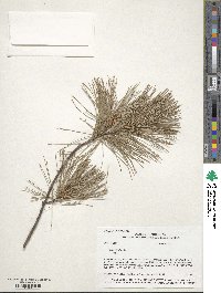 Pinus strobus image