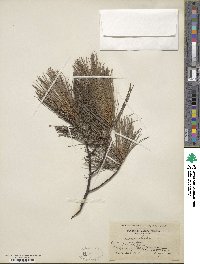 Pinus strobus image