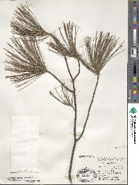 Pinus strobus image