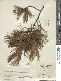 Pinus strobus image