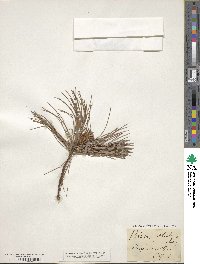 Pinus strobus image