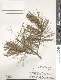 Pinus strobus image