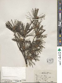 Pinus strobus image