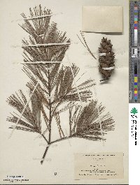 Pinus strobus image