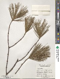 Pinus strobus image