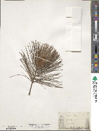 Pinus strobus image