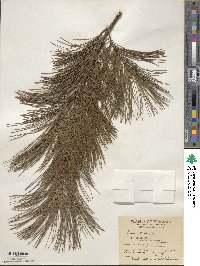 Pinus strobus image