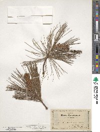 Pinus strobus image