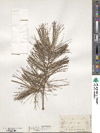 Pinus strobus image