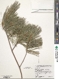 Pinus strobus image