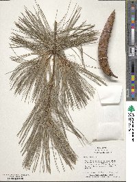 Pinus strobus image