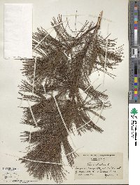 Pinus strobus image