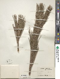 Pinus strobus image