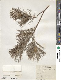 Pinus strobus image