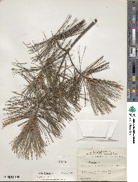 Pinus strobus image