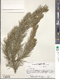 Pinus sylvestris image