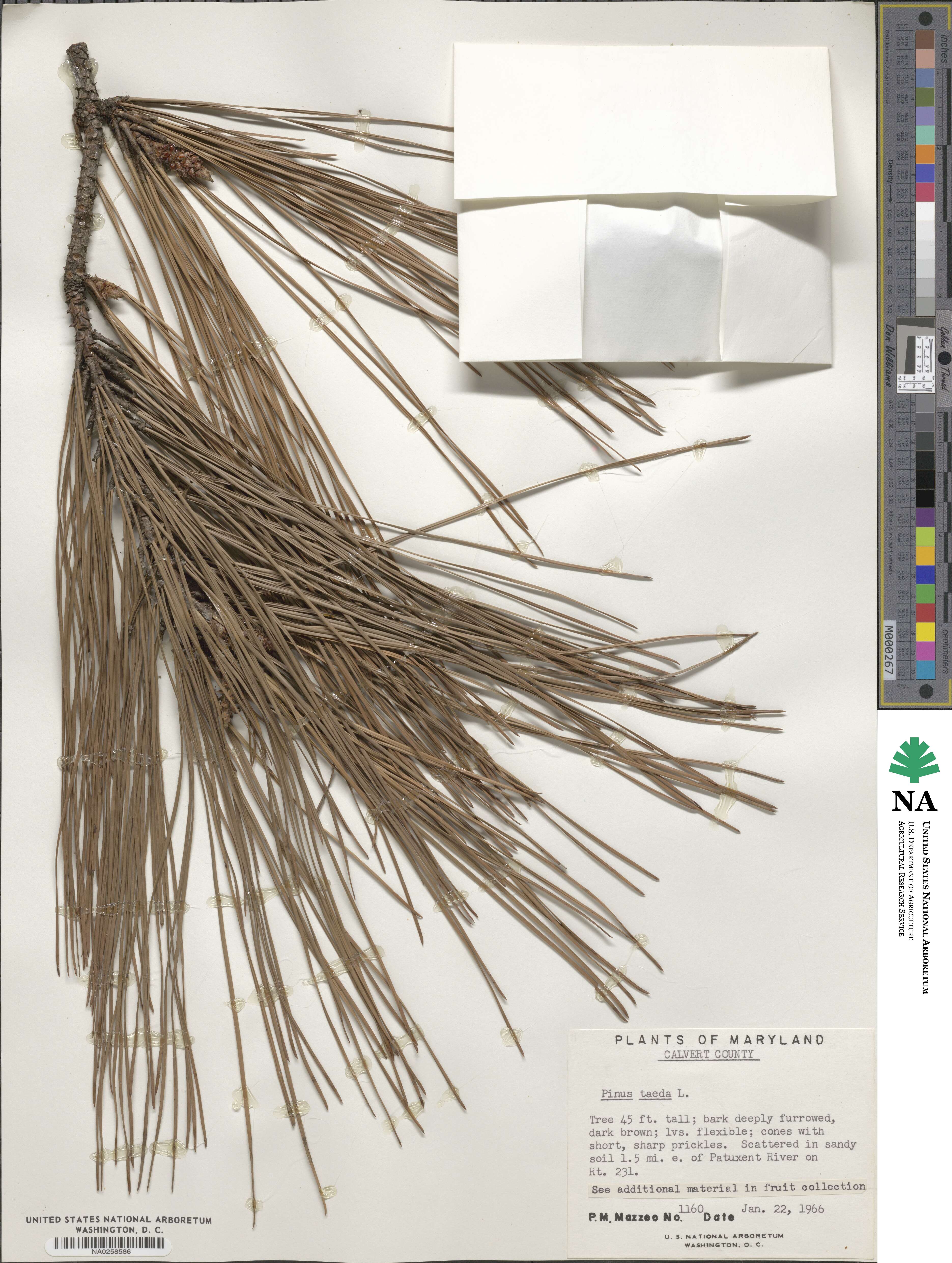 Pinus taeda image