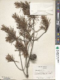 Pinus virginiana image