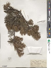 Pinus virginiana image