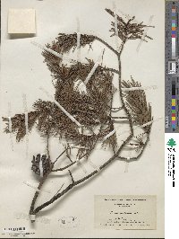 Pinus virginiana image