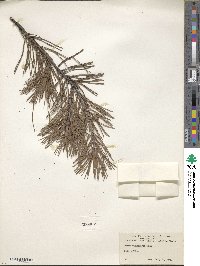 Pinus virginiana image