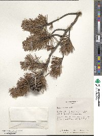 Pinus virginiana image