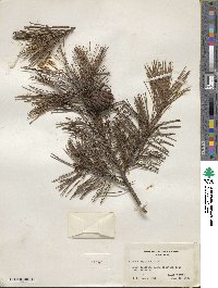 Pinus virginiana image