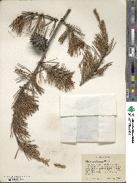 Pinus virginiana image