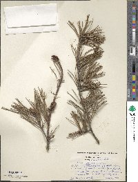 Pinus virginiana image