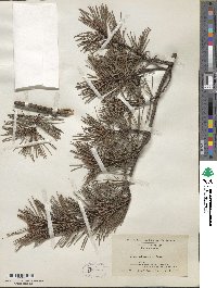 Pinus virginiana image