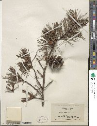 Pinus virginiana image