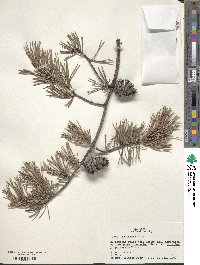 Pinus virginiana image